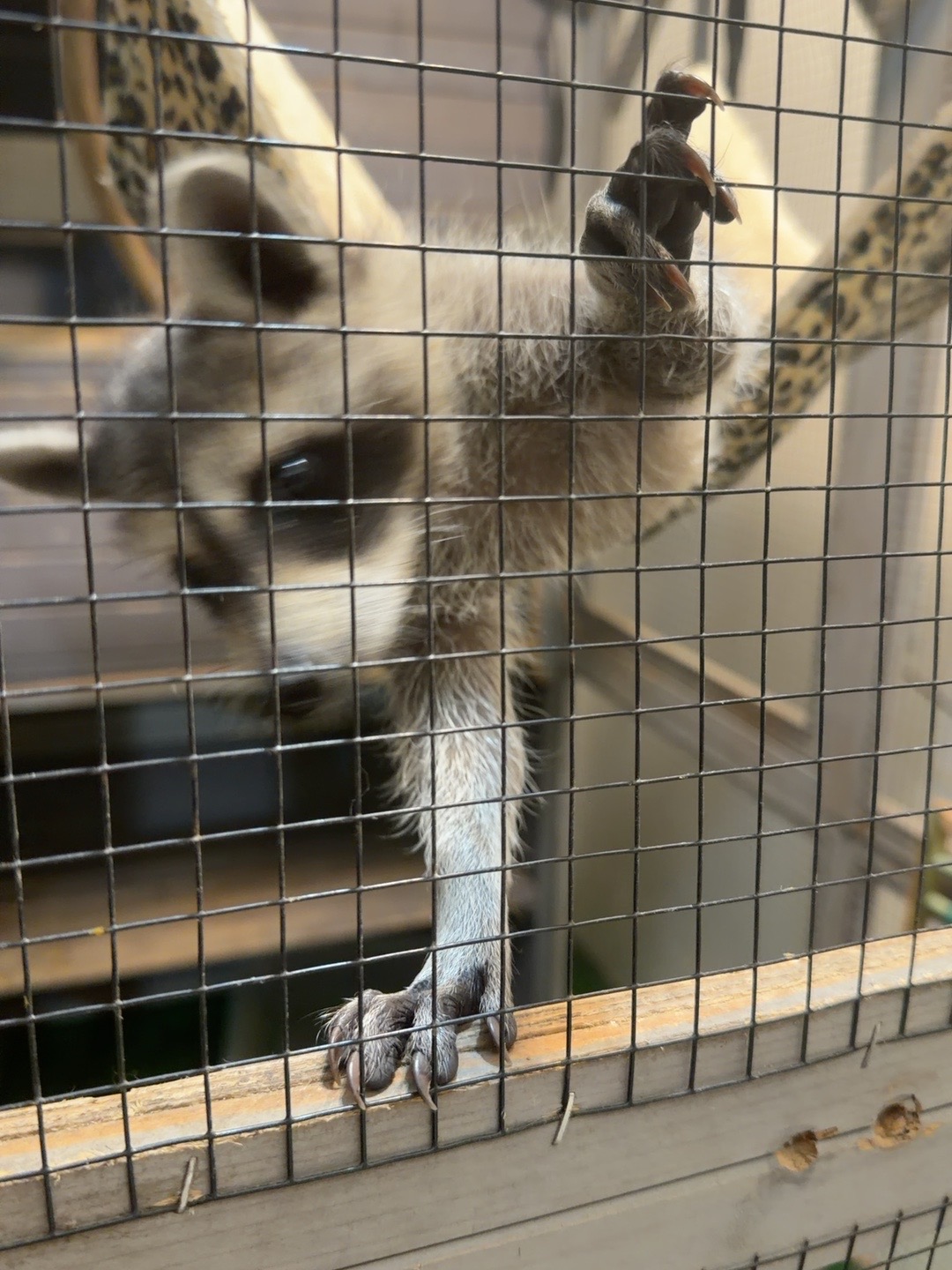 Raccoon in rehabilitation enclosure