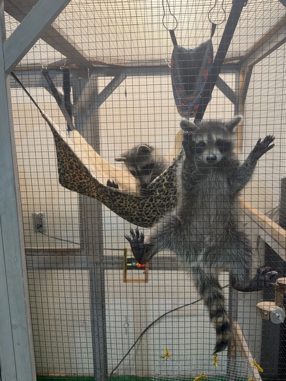 Raccoons in rehabilitation enclosure