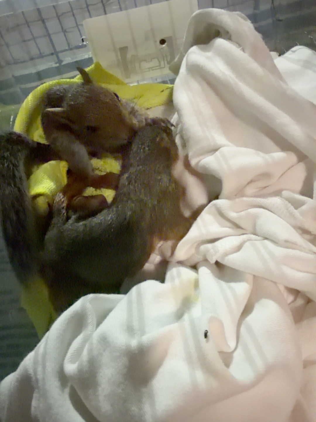 Young squirrels in rehabilitation care